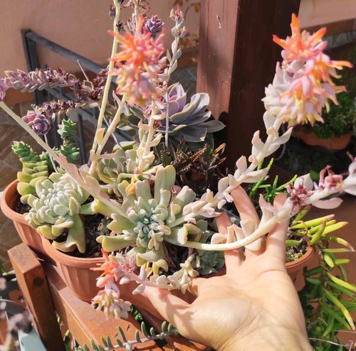 Vaso pianta echeveria - 1,