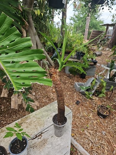 Yucca elephantipes soft - elephantipes, soft-tip