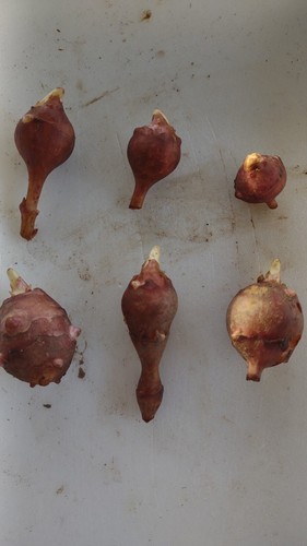 Tuberi carciofo di - tuberi,