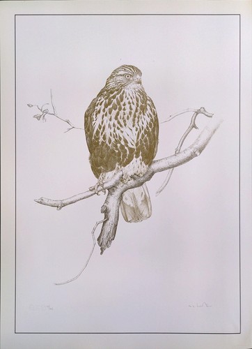 Birds wildlife falcon glen - birds,