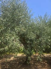 alberi di ulivo