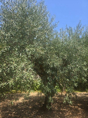 Alberi ulivo - di,