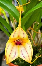 Masdevallia Angel Stripes NEW pianta legata orchidee Dracula