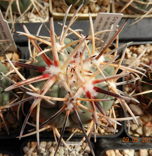 Coryphantha poselgeriana