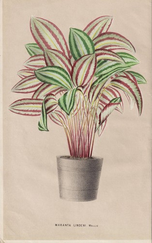 Maranta marante vimini - marante, in