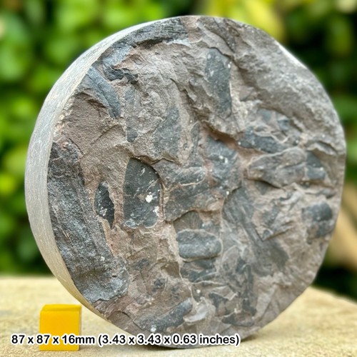 Rare cladophlebia australis - cladophlebia,