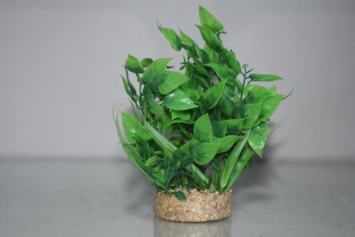 Acquario lush verde - pianta, con