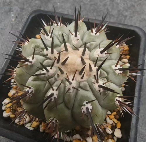 Copiapoa cinerea self - cinerea, roote