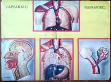 L'APPARATO RESPIRATORIO