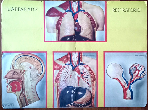 Apparato respiratorio - l'apparato,