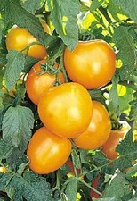 Semi pomodoro sunray - semi, di