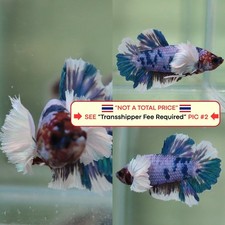 Live Betta Fish (Thailandia)