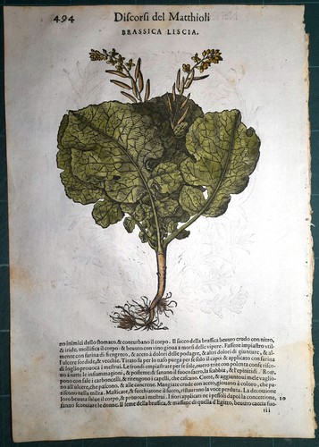 Stampa antica mattioli - stampa,