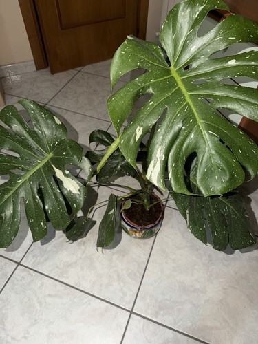 Monstera thai - 🌱,
