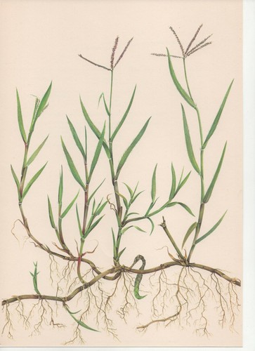 Stampa botanica vintage anni - stampa, vintage,