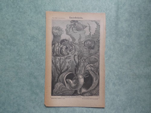 Granchio stampa 1897 meyers - granchio,
