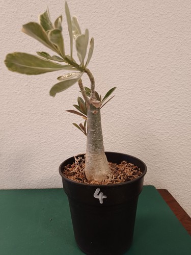 Adenium obesum greffé rose - obesum,