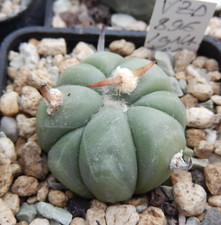 Echinocactus horizonthalonius
