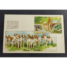 Cartolina Esp. Nazion. Allevamento Cani, Gatti, Animali da Cortile