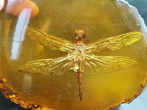 Libellula vera pollici in - libellula,