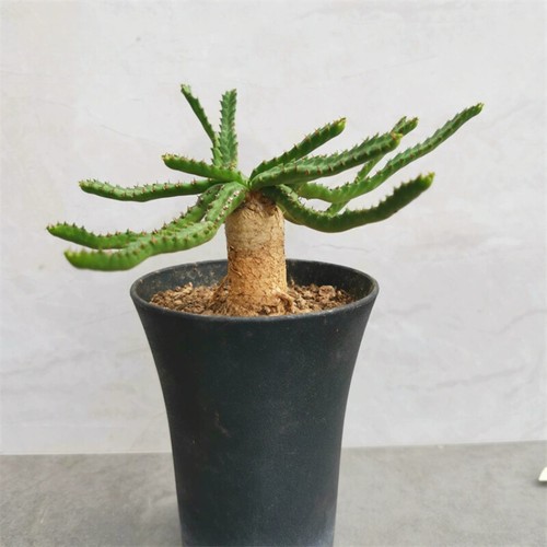 Pianta cactus succulenta 1 - succulenta,