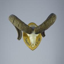 684MU Trofeo di caccia di muflone, corna 81-80cm C.25cm IT