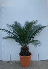 PIANTA DI CYCAS CICAS  PALMA NANA VASO 22/24 CM  ALTEZZA 40/60 CM (foto reali)