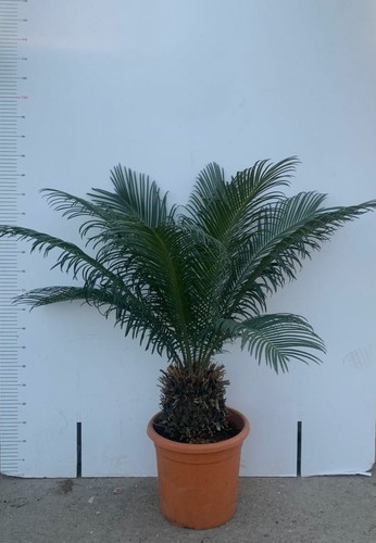 Pianta cycas cicas palma - cicas,