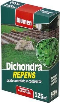 Prato dichondra repens blumen - dichondra,