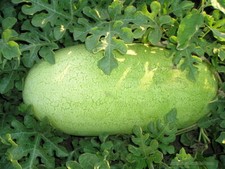 Charleston Gray Watermelon