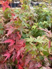 Acer palmatum 'Mikawa