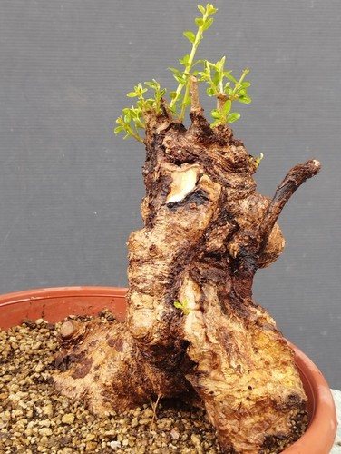 Bonsai olivastro 20x20 - bonsai,