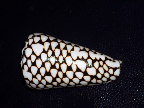 Conus marmoreus fantastic - marmoreus,