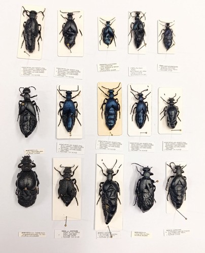 Entomology taxidermy - entomology,