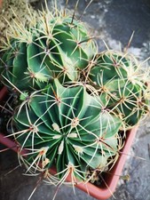 Ferocactus HISTRIX 