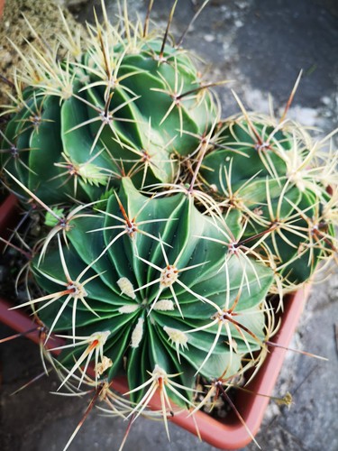 Ferocactus histrix - ferocactus,
