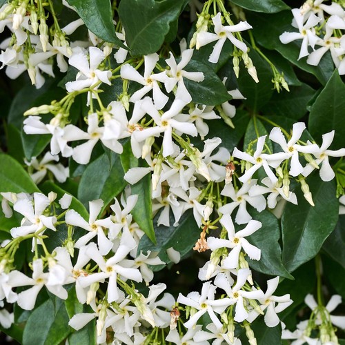 Trachelospermum sin - trachelospermum, (sin