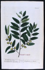 1735, RARO VERO ERBARIO DI BLACKWELL DIPINTO A MANO FOLIO L'OLIVO SELVATICO XFA