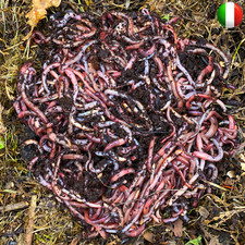 Vermi da compost / Lombrico