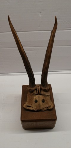 Corna capriolo