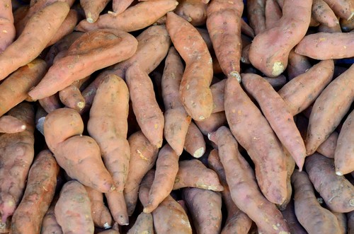 Dioscorea hamiltonii yam 5 - dioscorea,