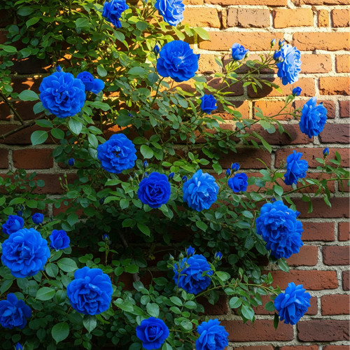 Rosa rampicante blu - rosa, –
