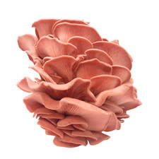 Pink Oyster Liquid Culture