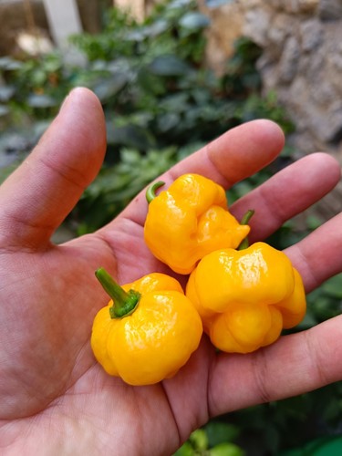 Semi trinidad moruga scorpion - moruga,