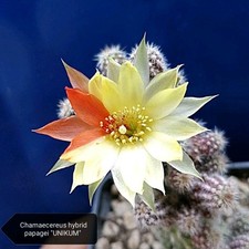 Chamaecereus hybrid papagei