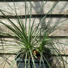 Dasylirion durangense