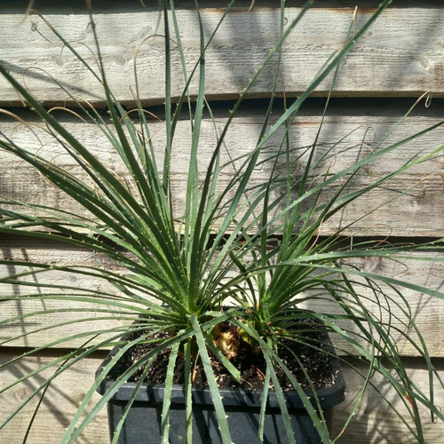 Dasylirion durangense