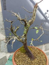 Pianta di mele Albero melo selvatico 70x13cm Bonsai Albero di Melo Selvatico??