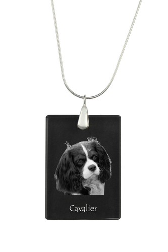 Cavalier king charles - king,