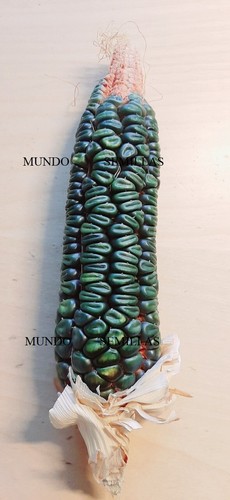 Mais verde oaxacan varietà - verde,